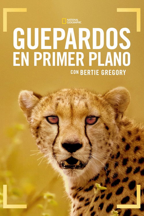 Póster de Guepardos en primer plano con Bertie Gregory